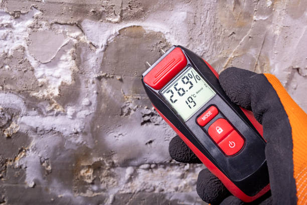 Best Basement Mold Remediation in Stock Island, FL